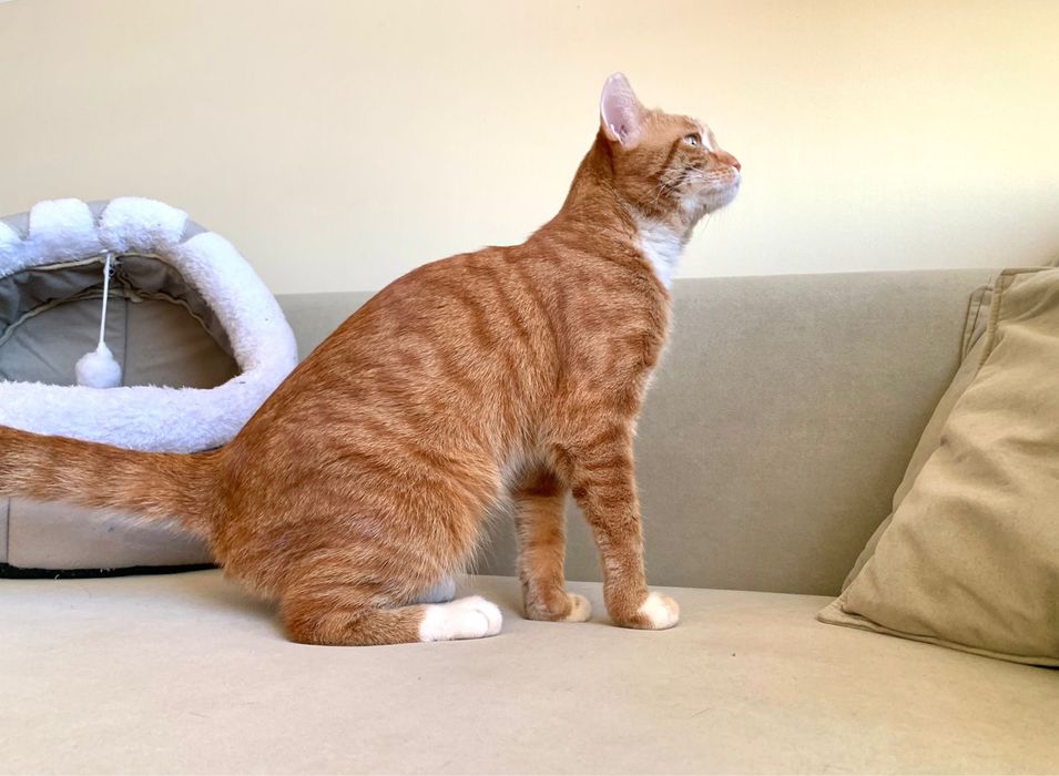 Крупный рыжик кот скоро окажется на улице.