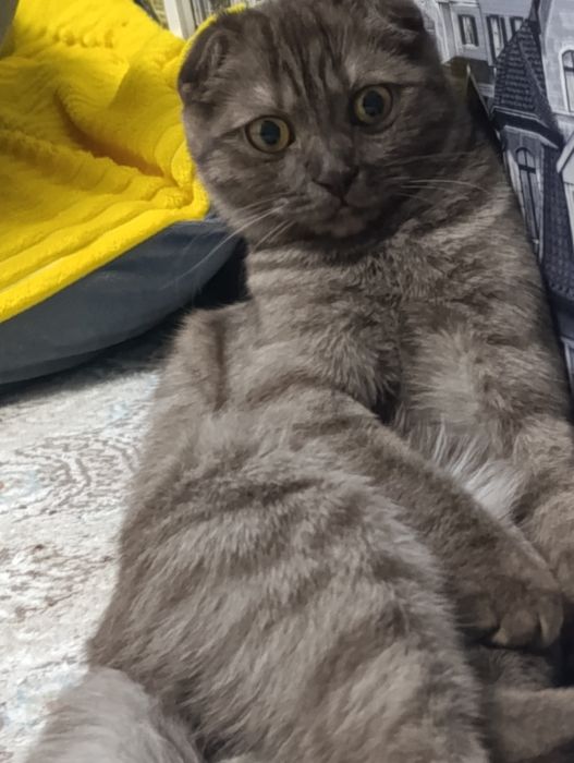 Отдам шотландскую кошечку