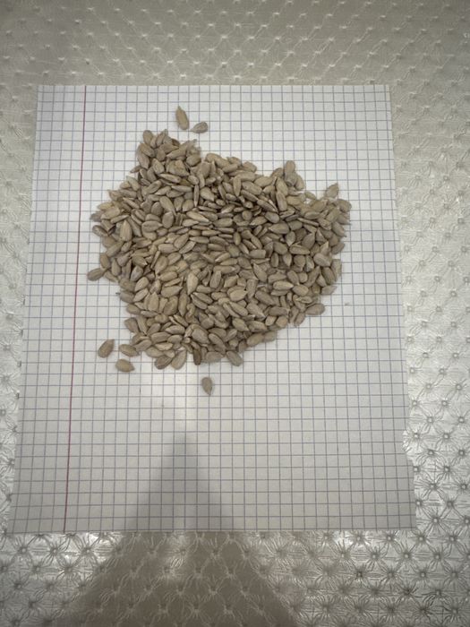 Ядро Крупное.подсолнечник