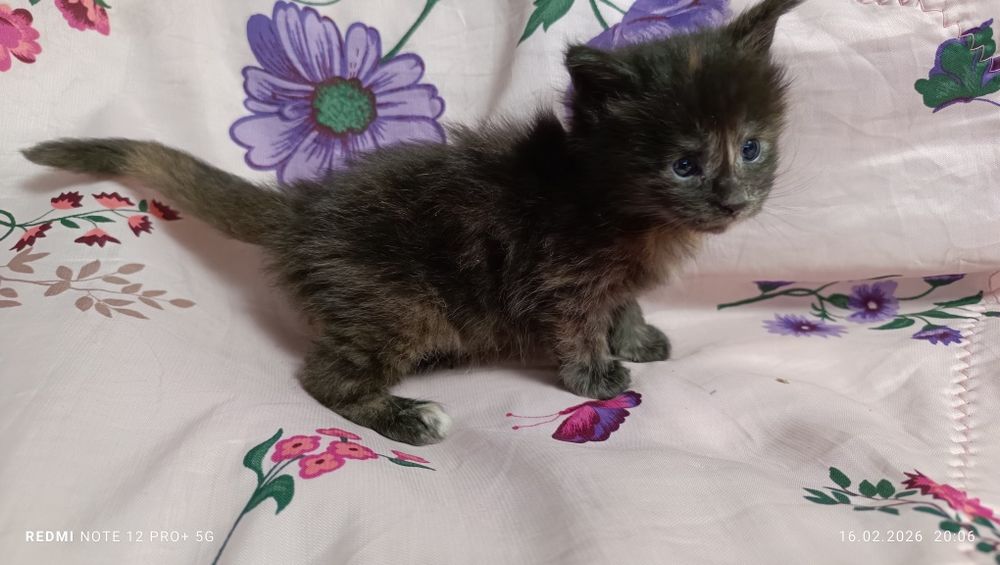 Продажа котята Мейн-куны