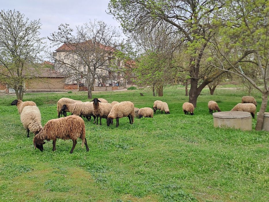 Продавам Черноглави овце