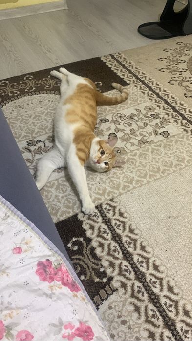 Пропал кот, Мишон