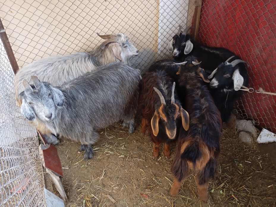 Urgʻochi echkilar sotiladi. 6 ta bogozlari ham bor. Inshaollox yaqinda