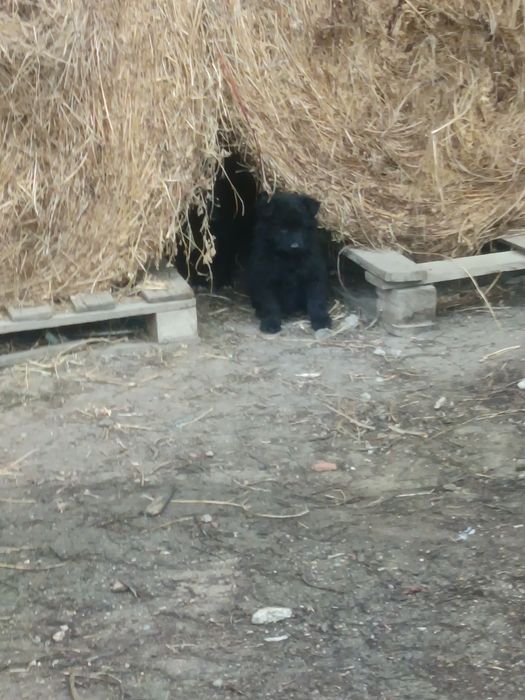 Vând pulei cu pedigri