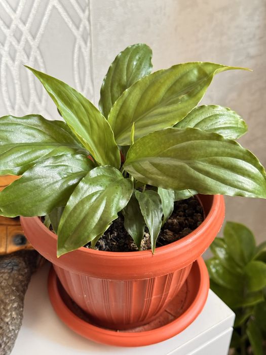 Продам комнатные цветы по 1500