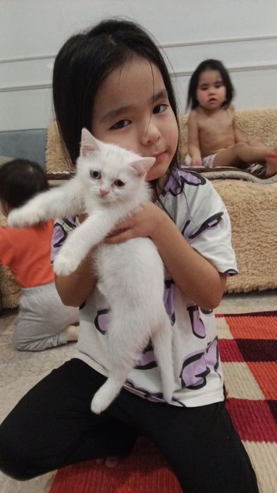 Кошка шотландская