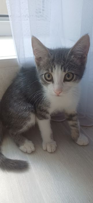 Отдам даром котенка, мальчик