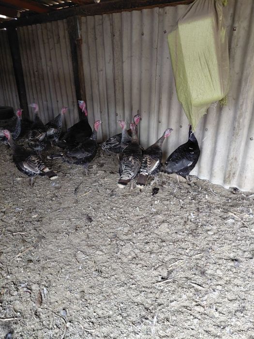 Инкубационные Индюшиные яйца