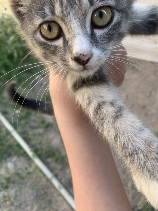 Отдам котёнка в добрые руки