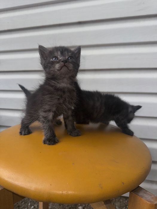 нереальные котята спасенные
