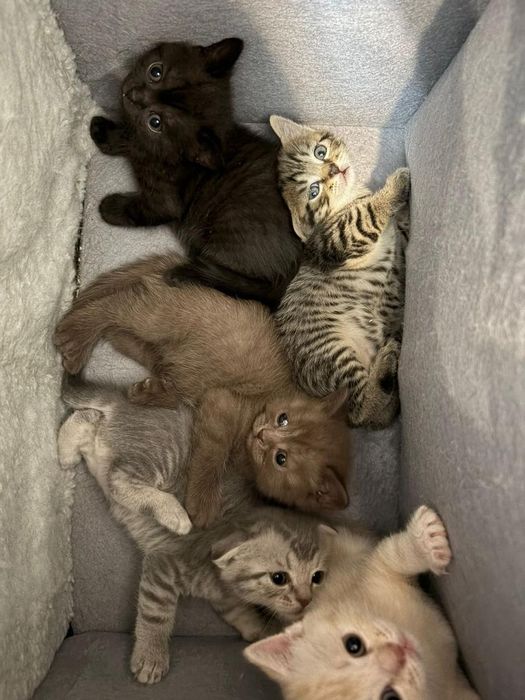 Котята скотиш фолд