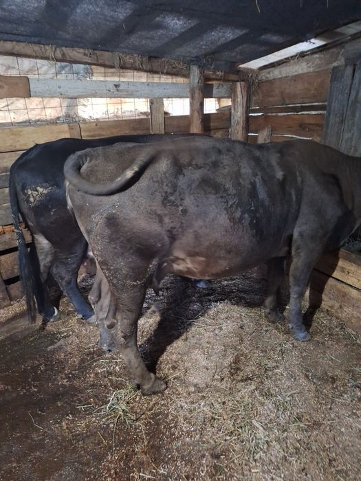 Vând două vaci de lapte tinere,sunt gestante și sunt bune de lapte