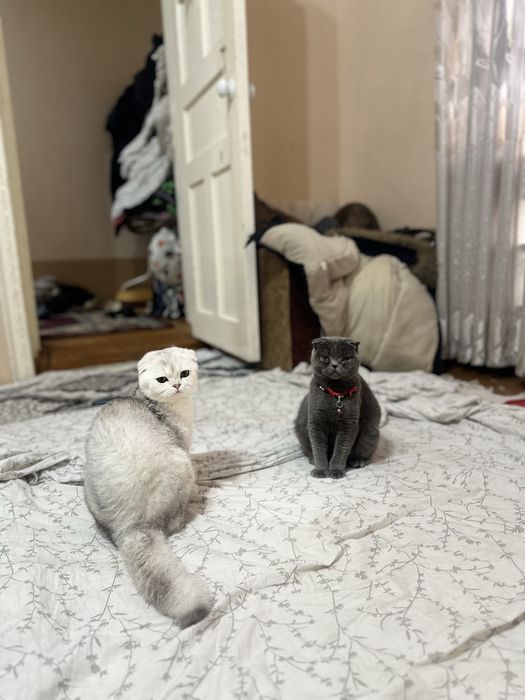 Viyazka!!! Erkak mushuk