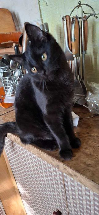 отдам в хорошие руки