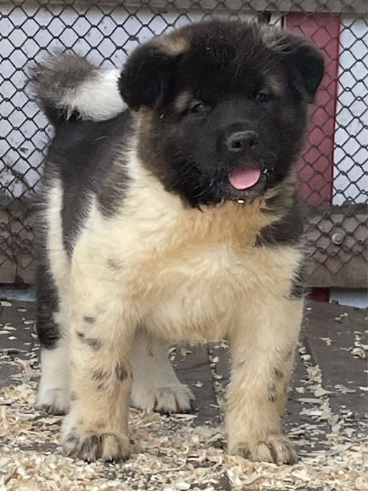 Щенки американской акиты