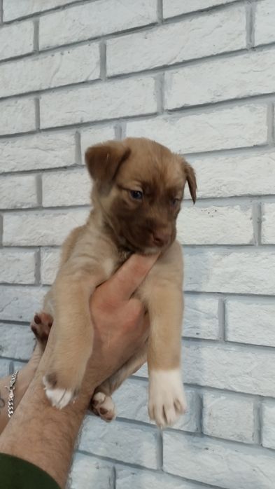 Отдам щенков в добрые руки