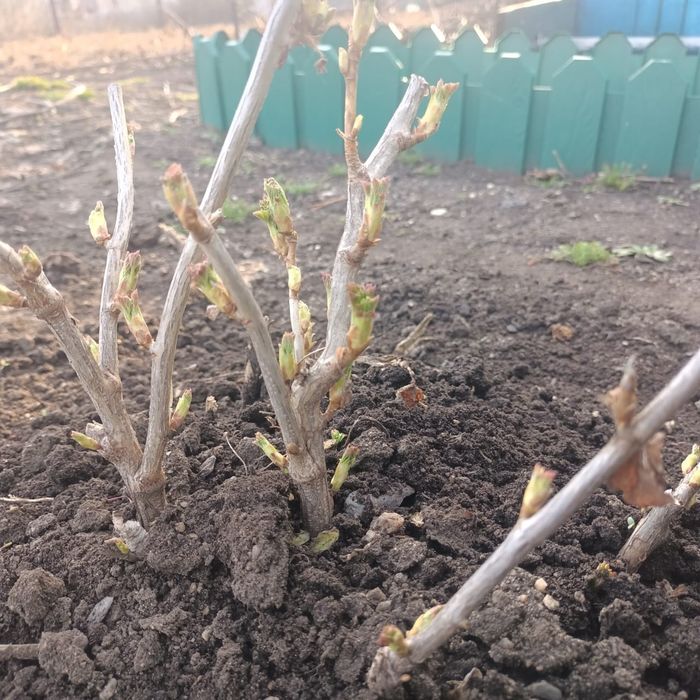 Продам саженцы смородины и винограда