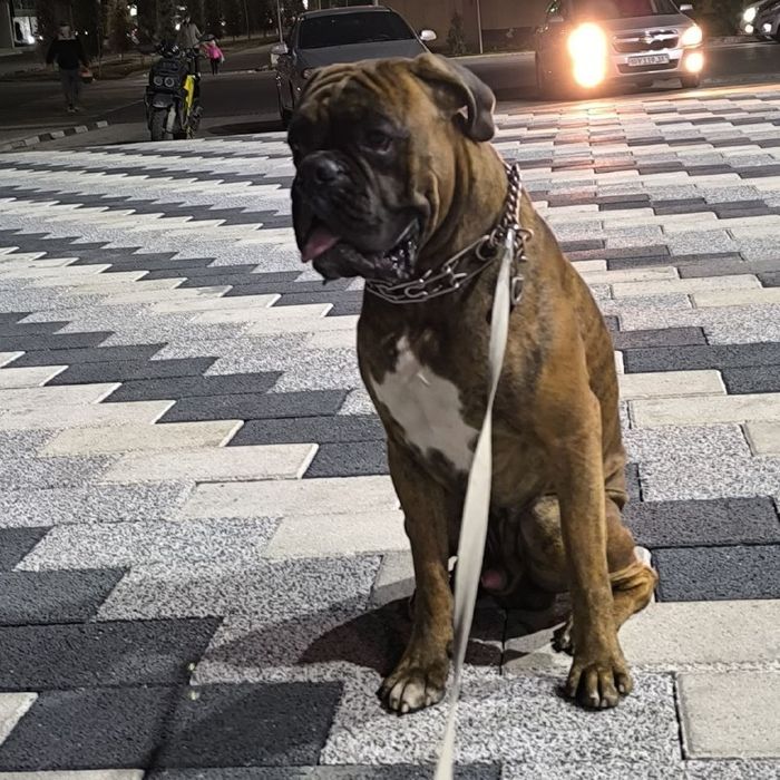 Немецкий Боксер Вязка