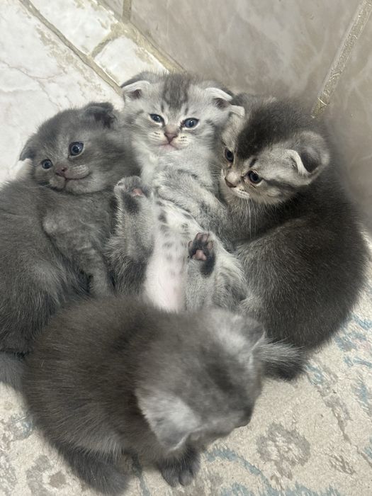 Шатланский мысык сатылады