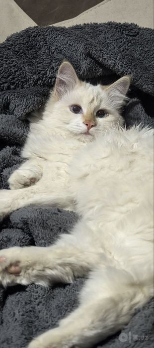 Продаются Домашние котята