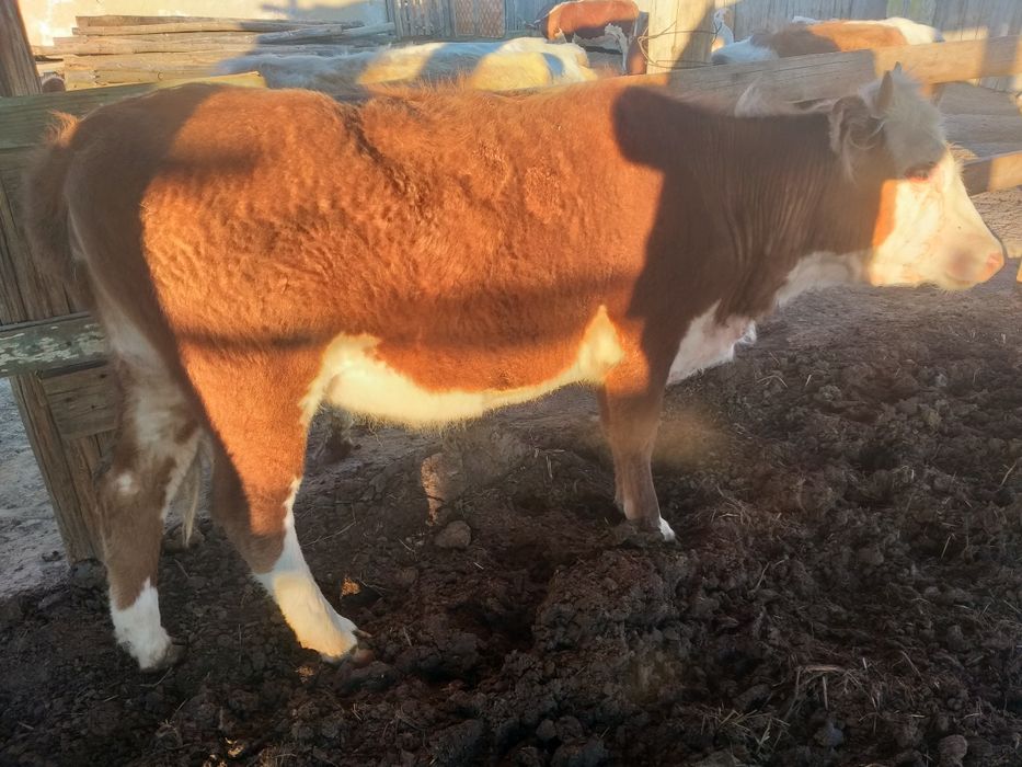 Сатам продам коров и тёлок.