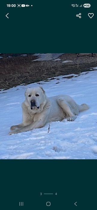 Продам щенка Алабая кабель