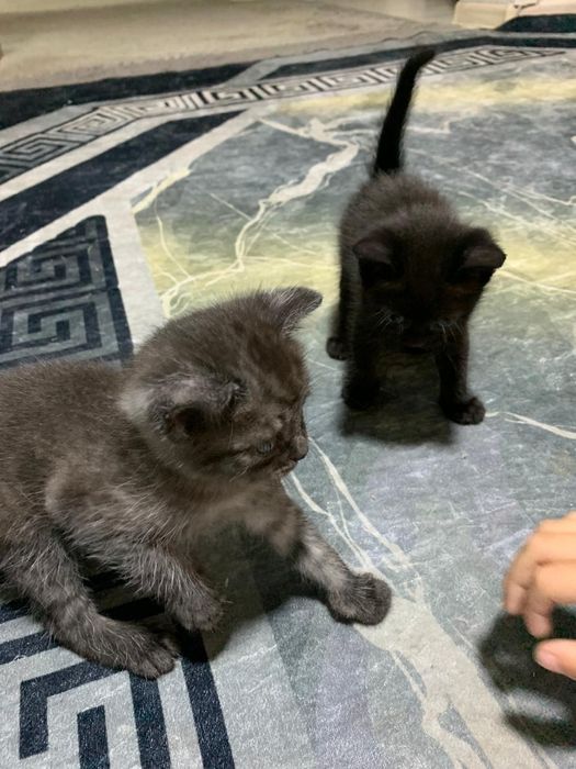 Отдам котят в хорошие руки
