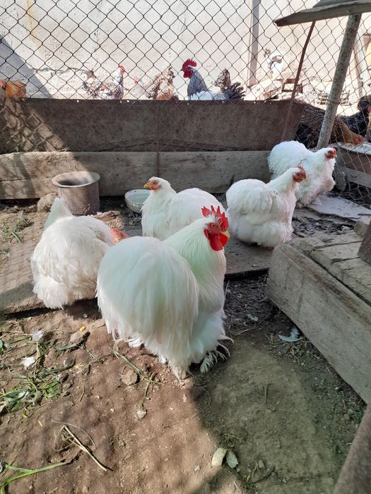 Familie cochinchina pitic alb