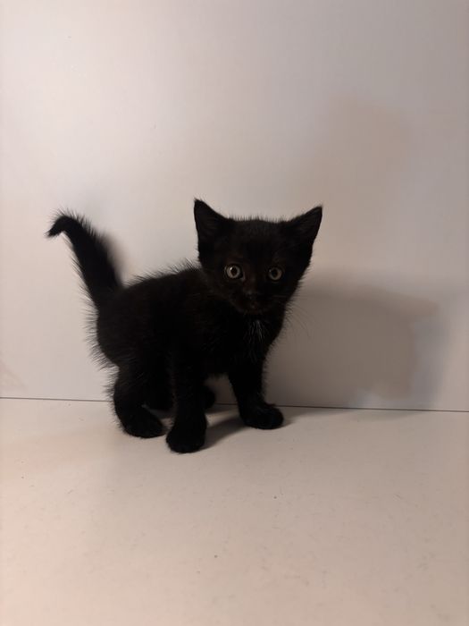 Отдам котят в хорошие руки