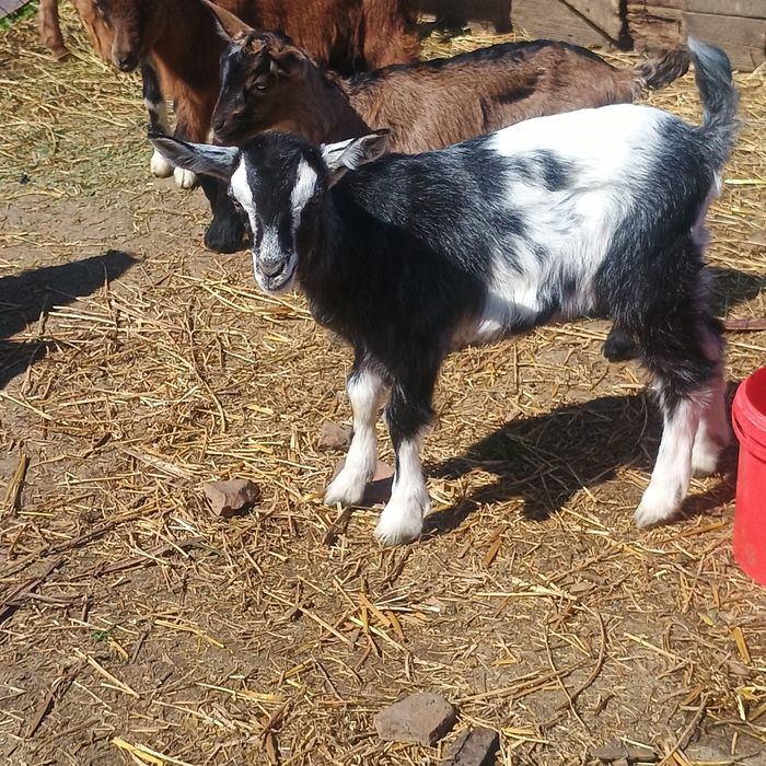 Iezi de vanzare preț 25 lei kg