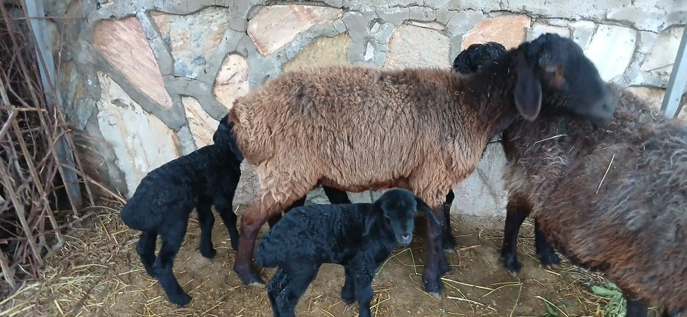 Egizchi qoʻy.        .