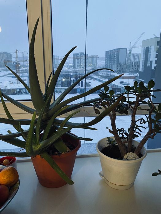 Комнатные растения