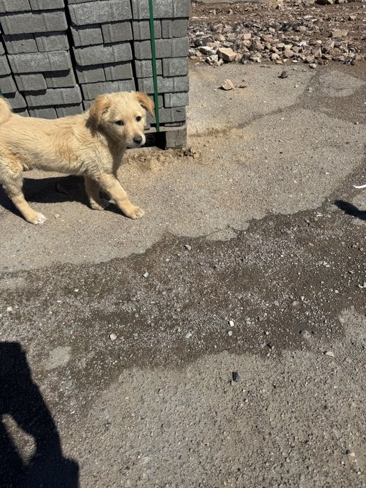 Отдаются в добрые руки собачки