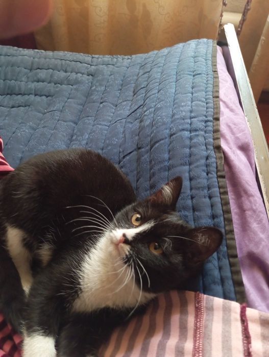 Мушук хадия килинади