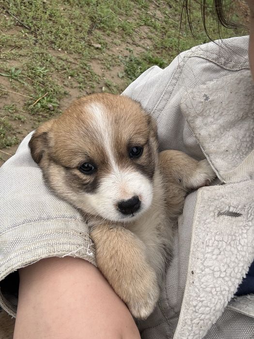 Щенки подкидышшш