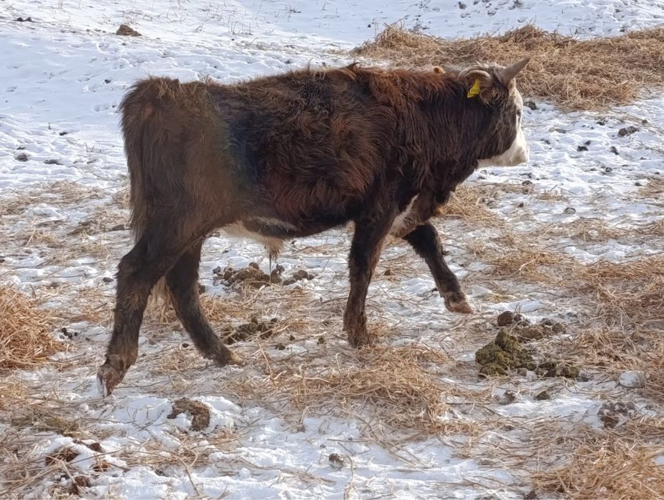 Продам бычков 11 голов в наличии