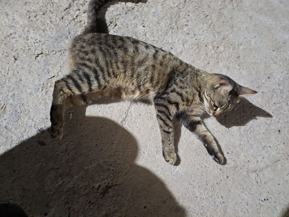 Котята домашние даром