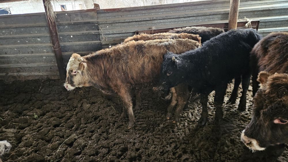 Бычок годовалый.