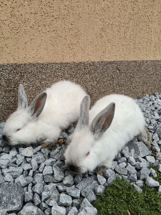 De vânzare iepuri Californian!