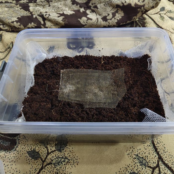 Культура гриндальский червь