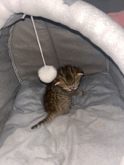 Котята Британские Бронь!