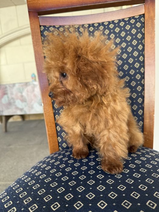 Teacup  Toy Poodle - той пудел тийкъп