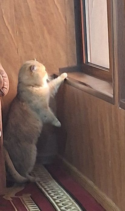 Шиншила для вязки