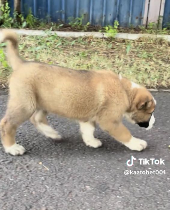 Продаётся щенок сао кв
