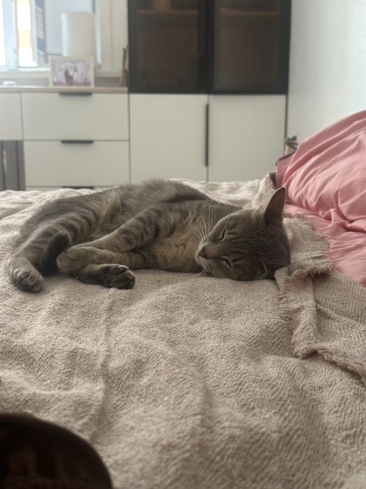 Потерялась кошка