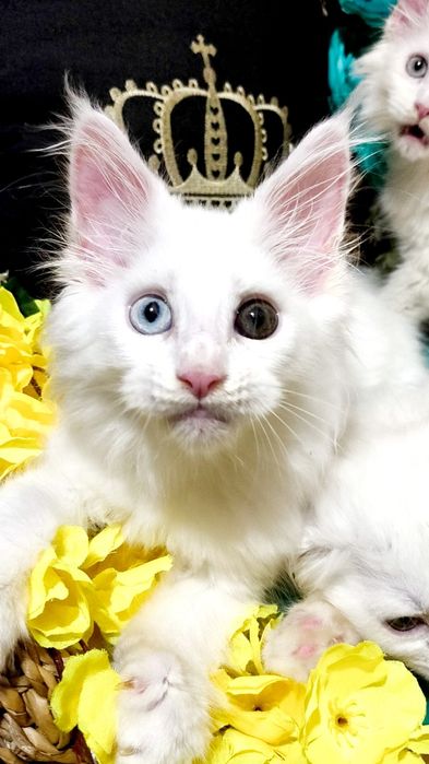 Exclusive ! БЕЛОСНЕЖНЫЕ Солид - Мейн куны .