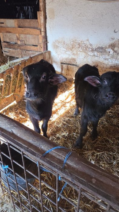 Vând viței de bivol