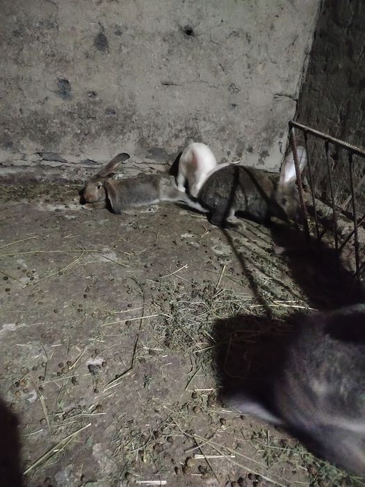 Продам кроликов 2 самца,6 самок