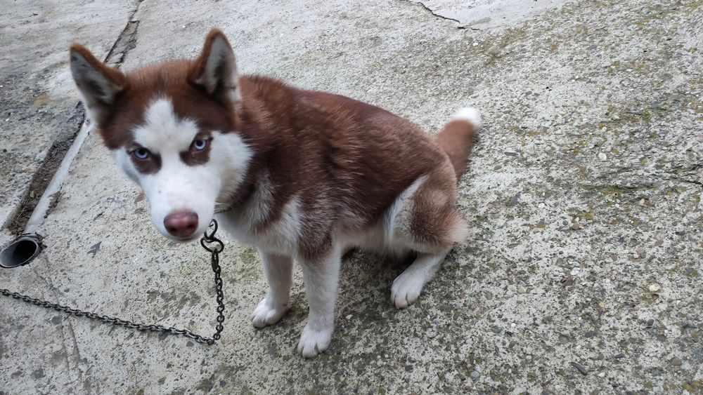 Vând husky siberian 6 luni