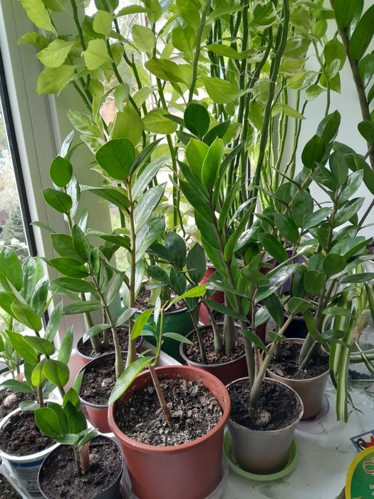 Продам цветы домашние